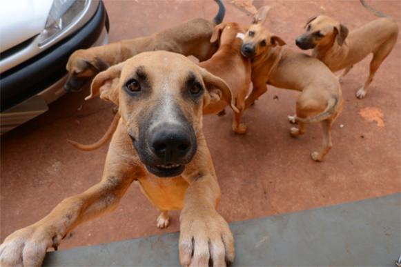 Secretaria de Saúde de Sertãozinho divulga resultados do Censo Animal 2014