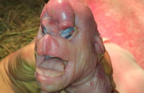 'Porco-mutante' nasce com rosto como o de um ser humano