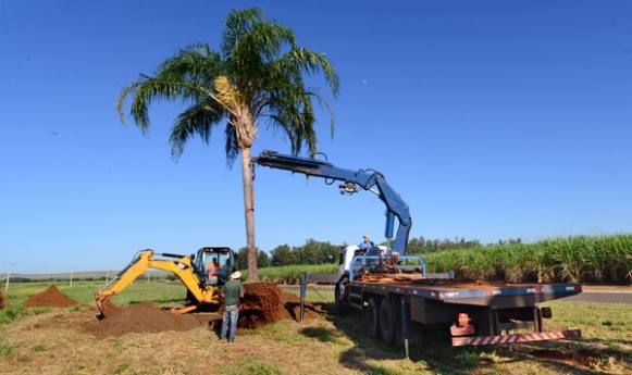 Trabalho de transplante de palmeiras da avenida Antônio Paschoal é retomado