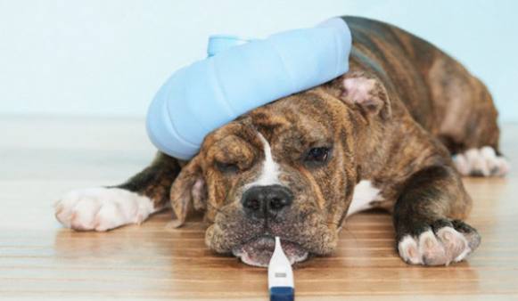 Chegou a hora de vacinar seu cão contra a gripe!