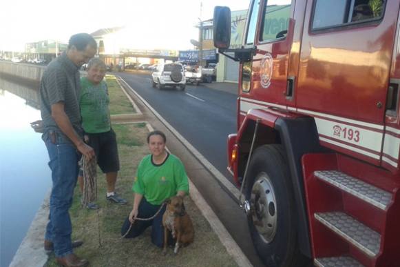 Cachorra cai no córrego sul e é socorrida por populares