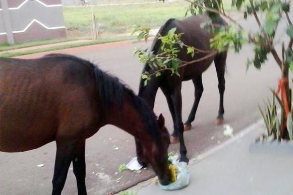 Animais soltos comem lixo jogado fora do dia de coleta