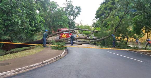 Vendaval derruba árvore e interdita avenida em Sertãozinho