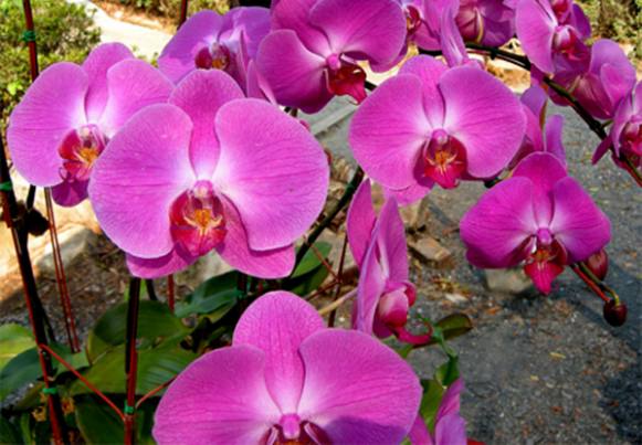 Secretaria de Cultura e Turismo tem inscrições abertas para curso de cultivo de orquídeas