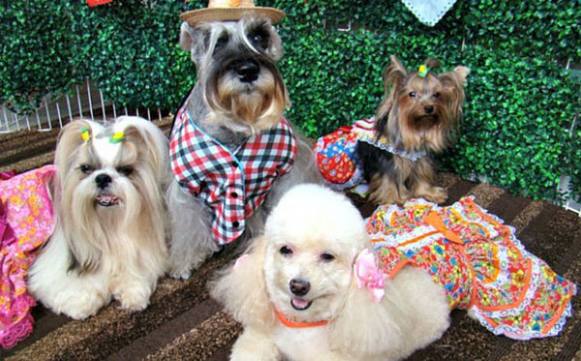 Sertãozinho terá festa junina para cães