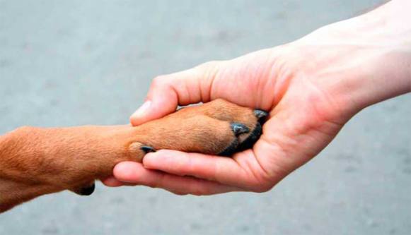 Semana de Defesa e Proteção Animal começa na segunda-feira, dia 02