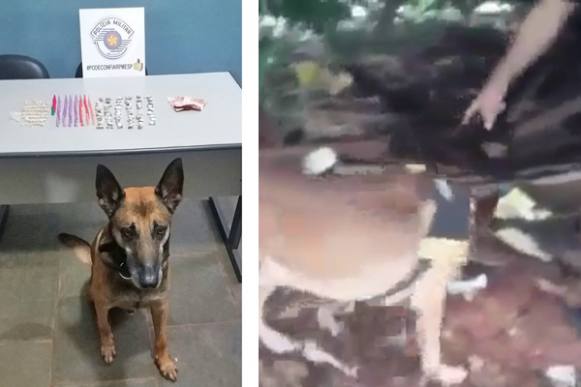 Cão farejador ajuda polícia deter suspeito de tráfico em Pontal