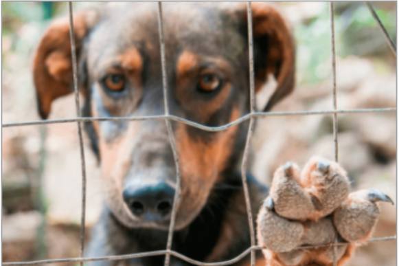 Pena maior para quem maltrata animais