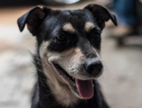 Thor é o nome preferido para cães