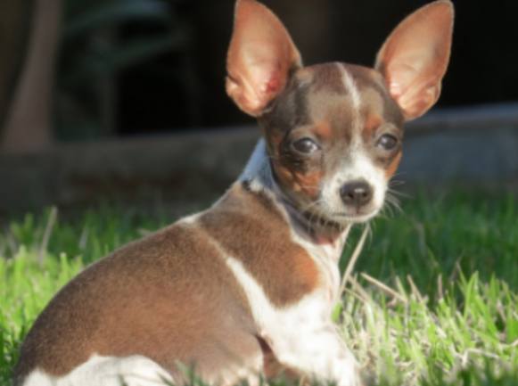 Cães e gatos não podem ser penhorados