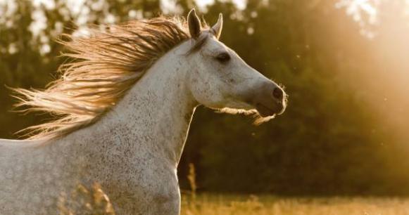 Cavalgada do Bem dá o ponta pé inicial da Festa do Cavalo de Sertãozinho