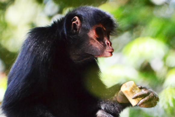 Bosque Zoológico Fábio Barreto mantém rotina de cuidados com os animais