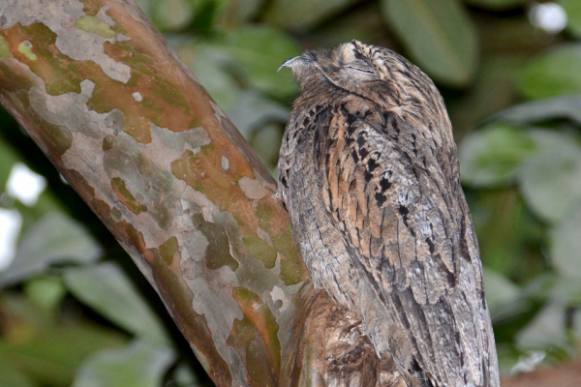 Pássaro em extinção é flagrado em praça do bairro Shangri-lá