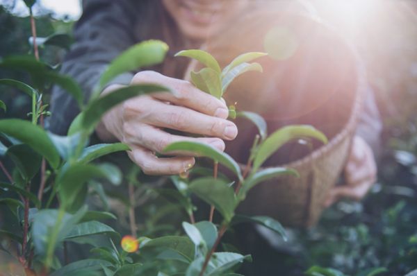 Seleção para estagiários da Secretaria de Meio Ambiente e Agricultura de Sertãozinho é prorrogada até dia 30