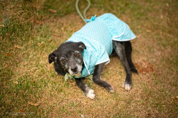 Agressores de animais deverão restituir à Prefeitura de Sertãozinho custos de resgate e tratamento