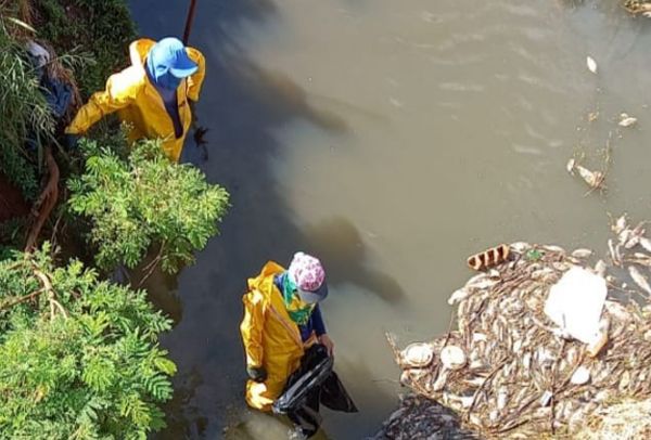 Prefeitura de Sertãozinho esclarece sobre a morte de peixes no Córrego Sul