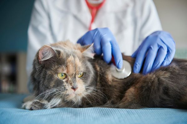 Projeto de Lei qualifica OS para gerir estabelecimentos veterinários em Ribeirão Preto