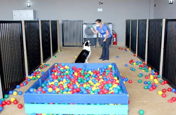 Hospedagem animal: saiba como escolher um local seguro para abrigar o seu pet neste Carnaval