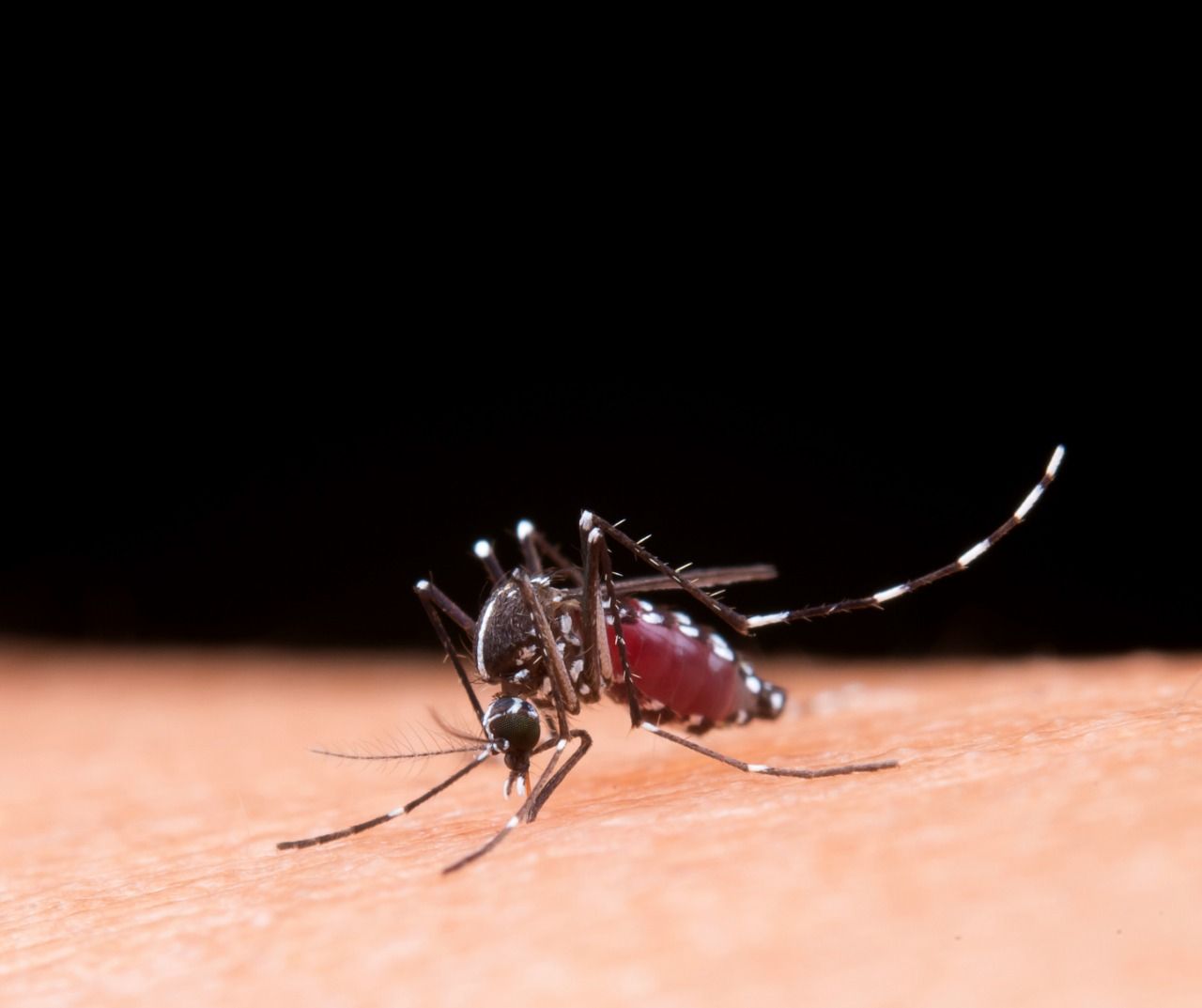 Núcleo de Controle de Vetores de Sertãozinho intensifica ações de combate à dengue