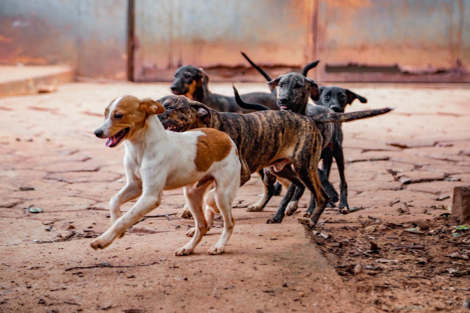 RIBEIRÃO PRETO - Castração de cães e gatos tem mais de 1.300 vagas