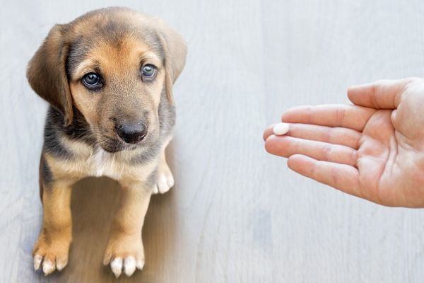 Campanha Março Azul Marinho alerta para a importância da vermifugação de cães e gatos