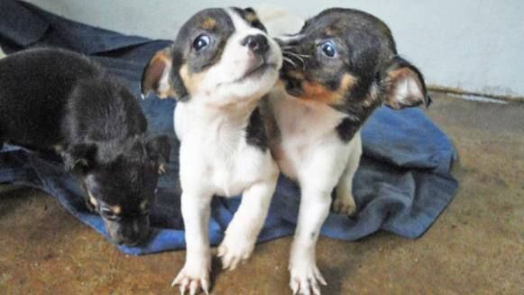 Neste domingo (10) tem Feira de Adoção Cãopanheiro na Praça dos Peixes