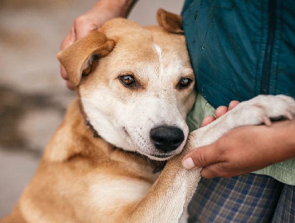 Como denunciar maus-tratos contra animais?