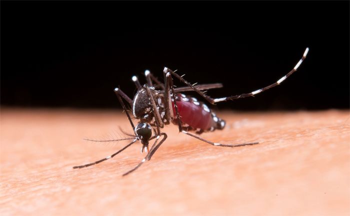 Canais de comunicação da Câmara de Sertãozinho ajudam a divulgar informações sobre a dengue; saiba quantos casos a cidade tem até agora!