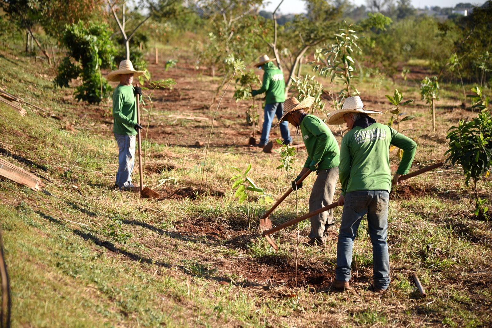 JUNHO VERDE: Prefeitura realiza o plantio de 500 mudas de árvores no Parque Linear Urbano