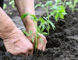 Senac abre inscrições para nova turma do curso rápido em Jardinagem