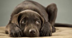 Cachorros também podem ter diabetes