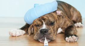 Cães têm vacinação contra a gripe