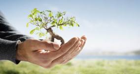 Dia da Árvore: Domingo tem “Hora Verde”