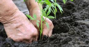 Inscrições abertas para Jardinagem