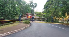 Vendaval derruba árvore em avenida