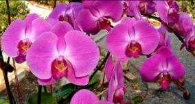 Há curso de cultivo de orquídeas