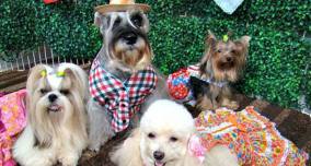 Festa junina para cães em Sertãozinho