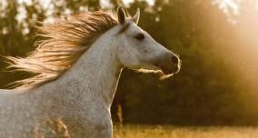 Cavalgada do Bem dá o ponta pé inicial da Festa do Cavalo de Sertãozinho