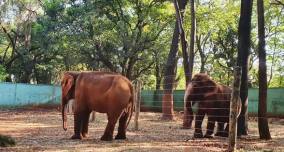 Secretaria mantém elefantas no Fábio Barreto
