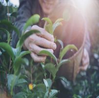 Seleção para estagiários da Secretaria de Meio Ambiente e Agricultura de Sertãozinho é prorrogada até dia 30