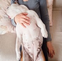 Campanha “Outubro Rosa Pet” alerta para o surgimento de câncer de mama em cachorras e gatas