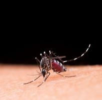 Núcleo de Controle de Vetores de Sertãozinho intensifica ações de combate à dengue