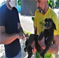 Ação na Vila Áurea imuniza 185 animais contra a raiva