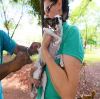 Jardim Alvorada terá vacinação de cães e gatos contra a raiva na manhã deste sábado (18)