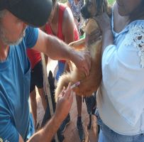 Ação da Prefeitura de Sertãozinho imuniza 195 animais contra a raiva, no Jardim Alvorada