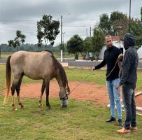 Meio Ambiente realiza microchipagem de cavalos na Vila Áurea