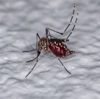Vacina contra dengue pode ser incluída no SUS