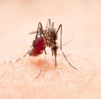 Sem previsão de chegada da vacina da dengue em Sertãozinho, prevenção segue sendo a melhor estratégia contra o mosquito